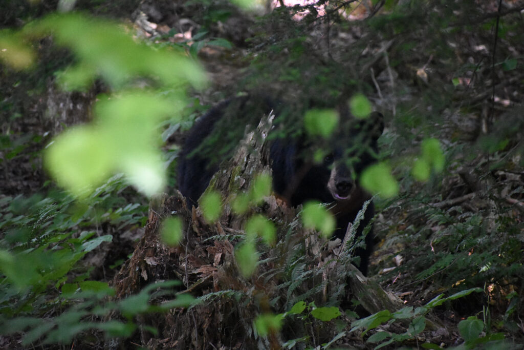 A portrait of an American Black Mother Bear in the woods. [Credit: by Joe Gerry]