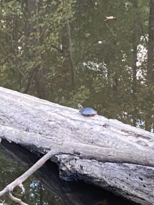 A turtle on a log over the water