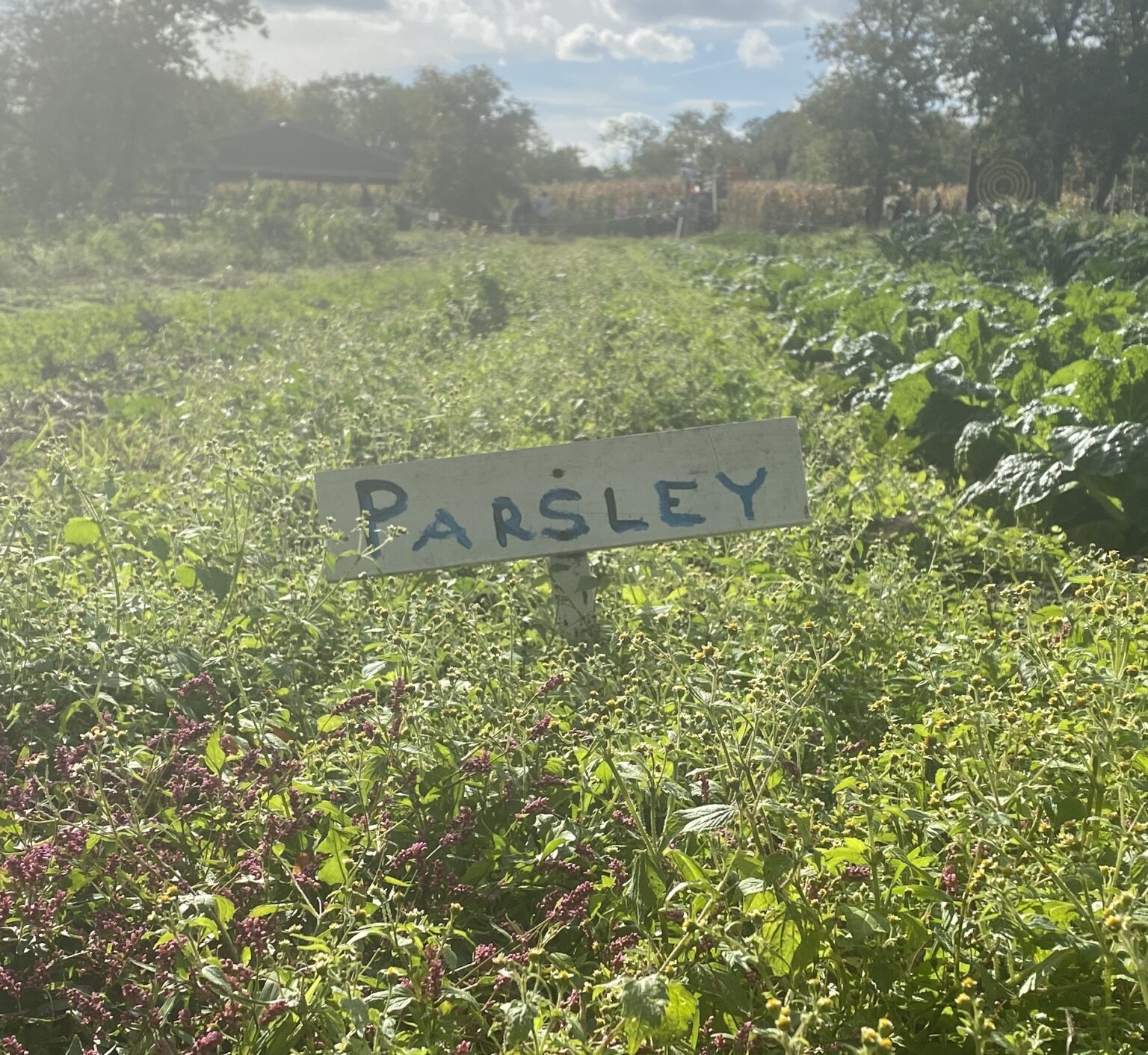 How a Queens Farm Became a PandemicEra Oasis in NYC The Click