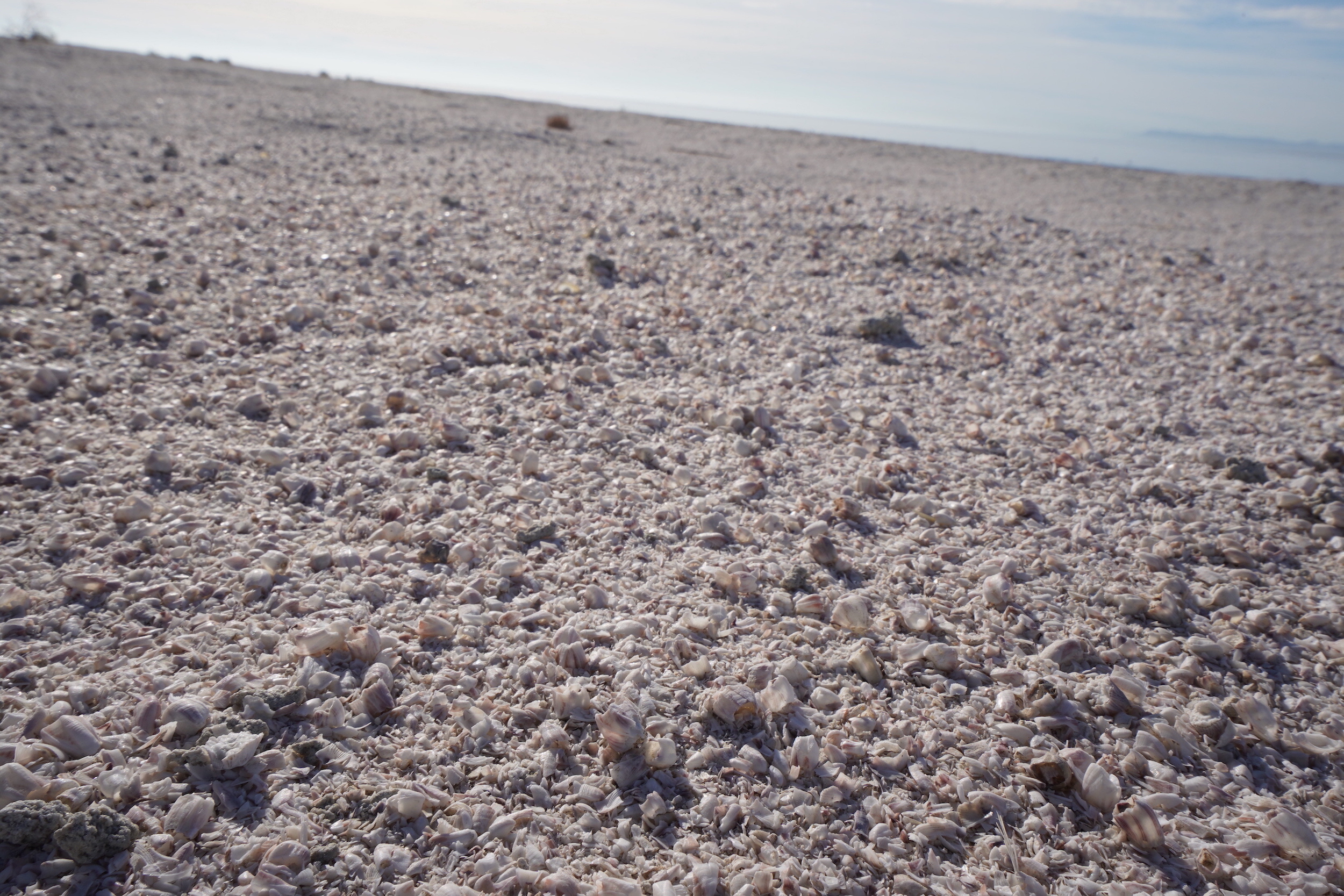 Instead of sand, crushed barnacles and with fish bones, Corvina Beach [Credit: Lilian Manansala]