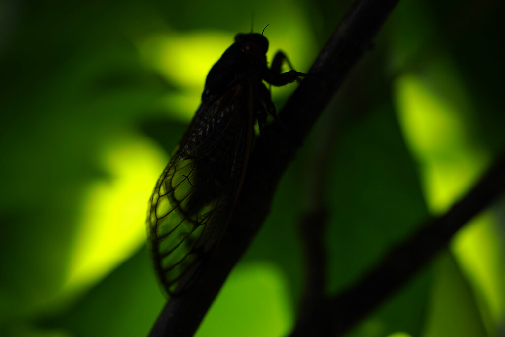 Maryland at the Epicenter of Cicada Emergence - The Click