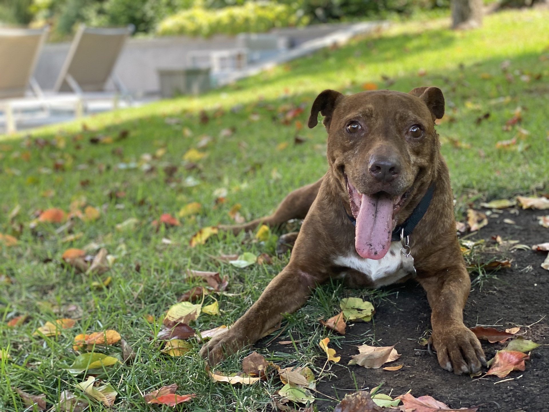 Rescued pitbull Logan at the park enjoying the day.