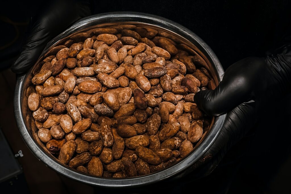 A steel bowl contains roasted cocoa beans, the main ingredient in chocolate.