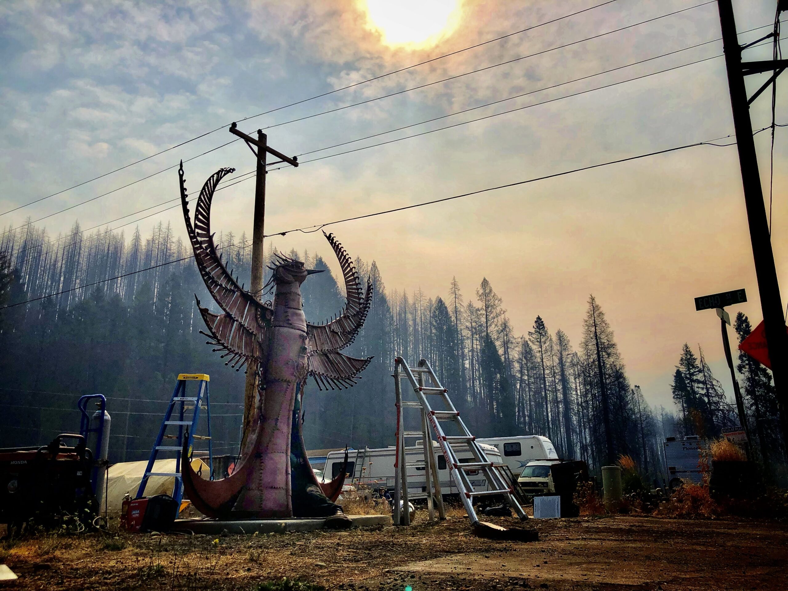 Viribus the Phoenix in Blue River, OR