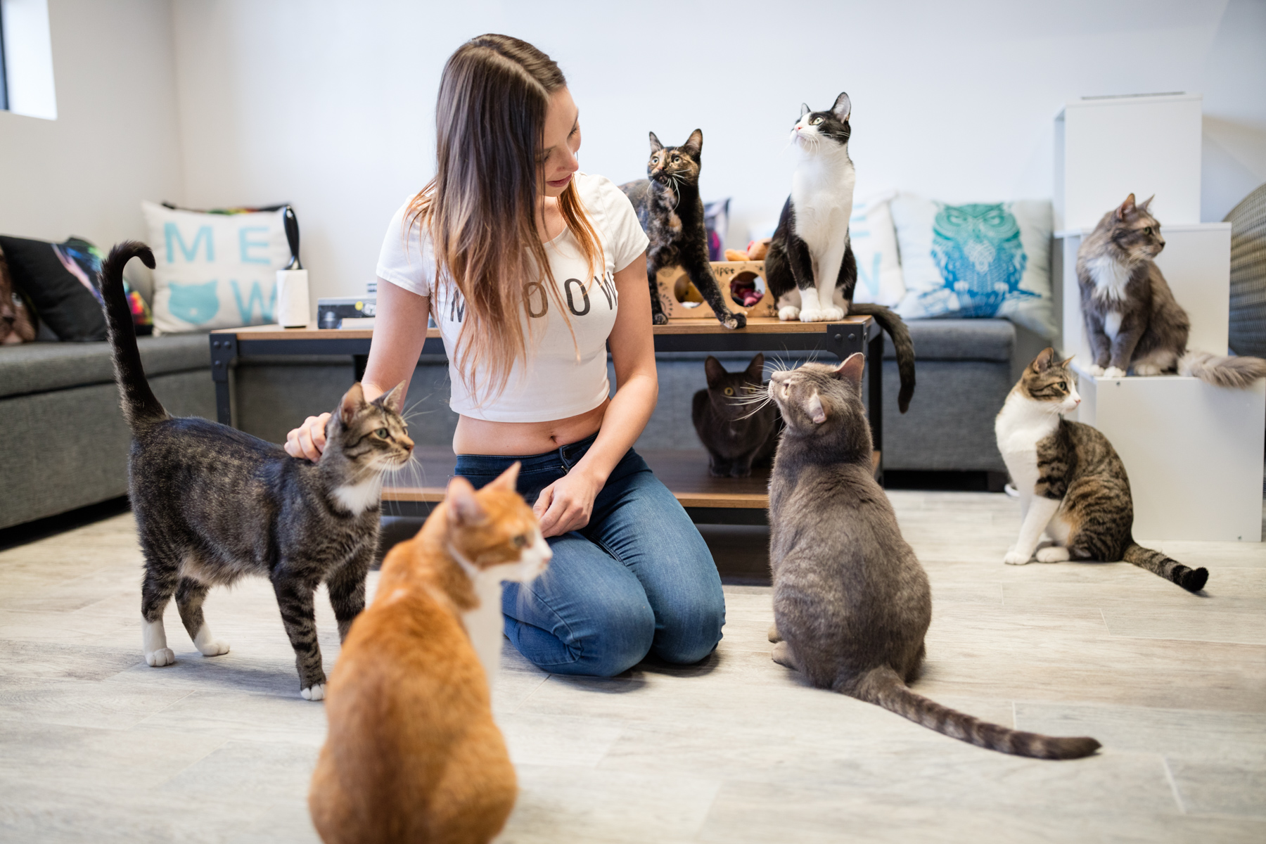 cat cafe near los angeles