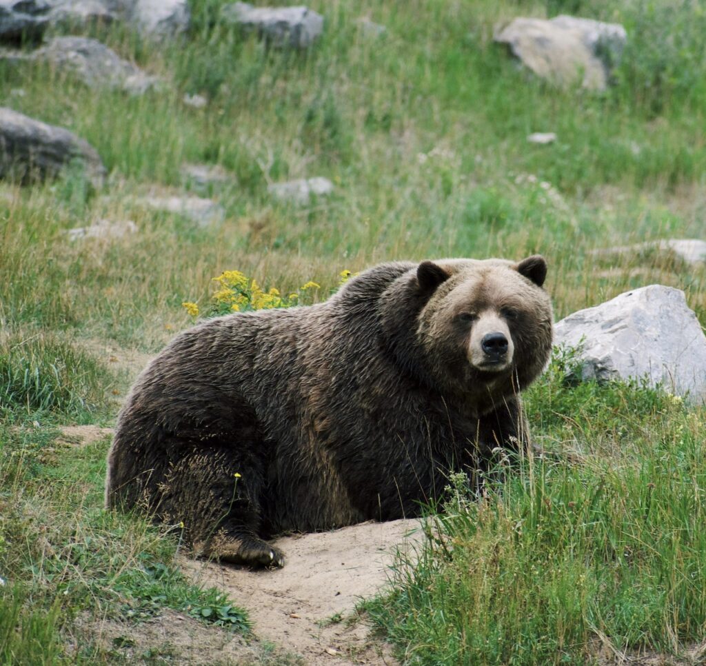 Brown bear sits on green grass