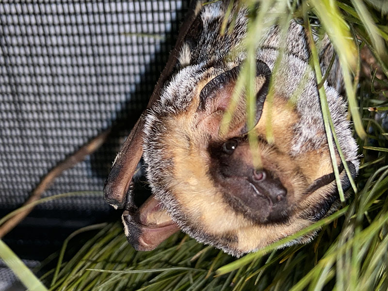 A Hoary Bat hanging upside down in her habitat.