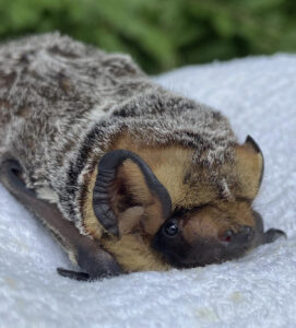 A Hoary bat has silver-tipped hair.