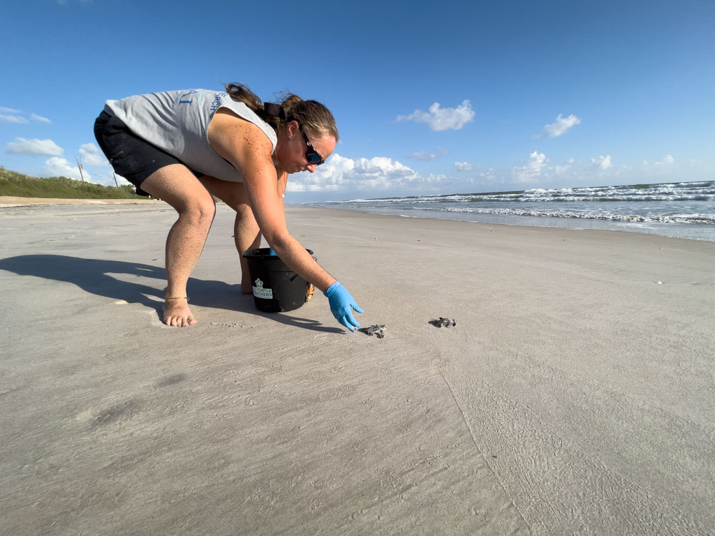 Biologist Jayme Reneker releases Loggerhead sea turtle hatchlings into the ocean.