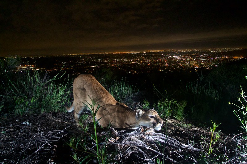 A cougar stretches at night. Overlooks Los Angeles.