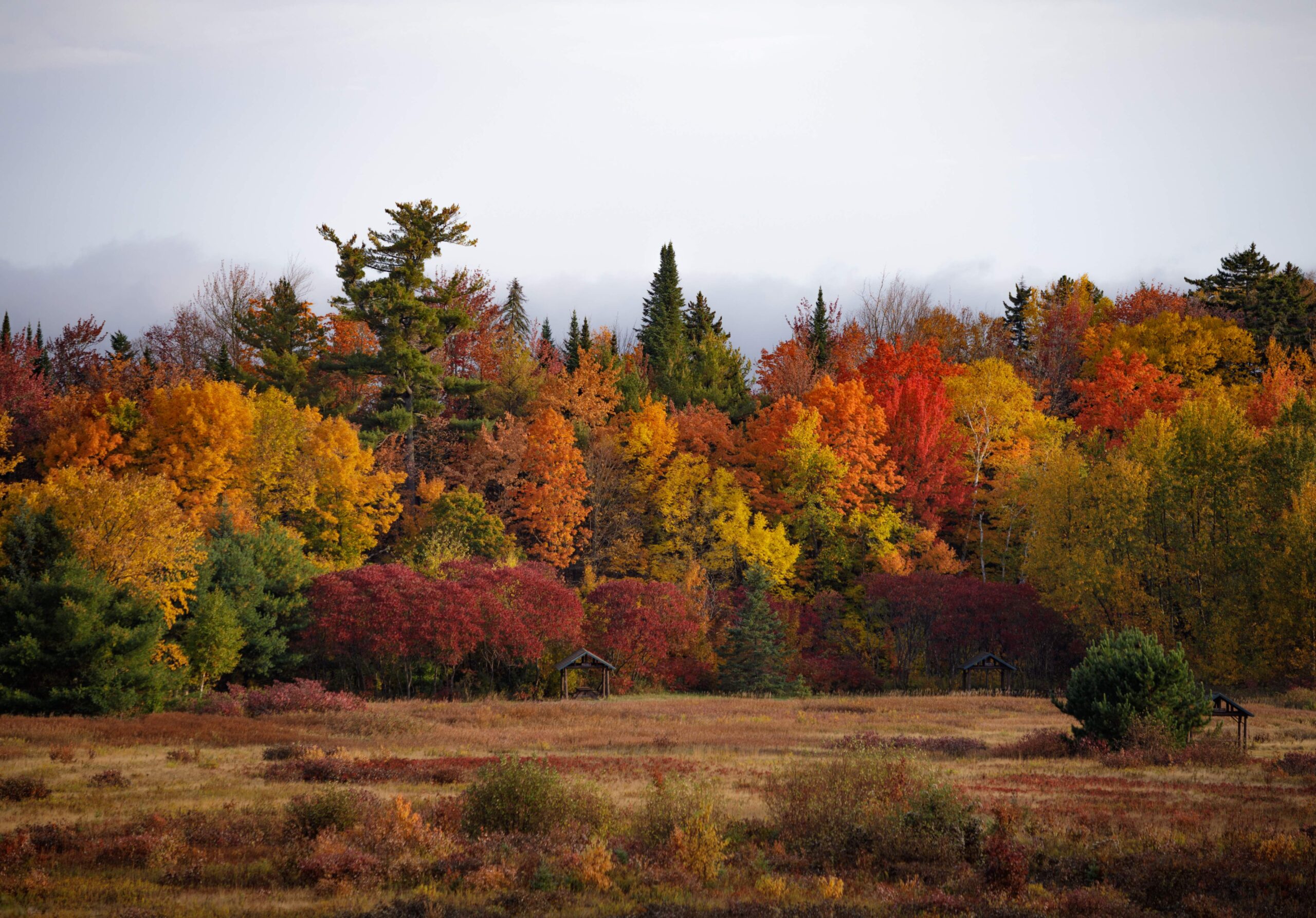 Fall foliage at Trout Brook Farm Campground.