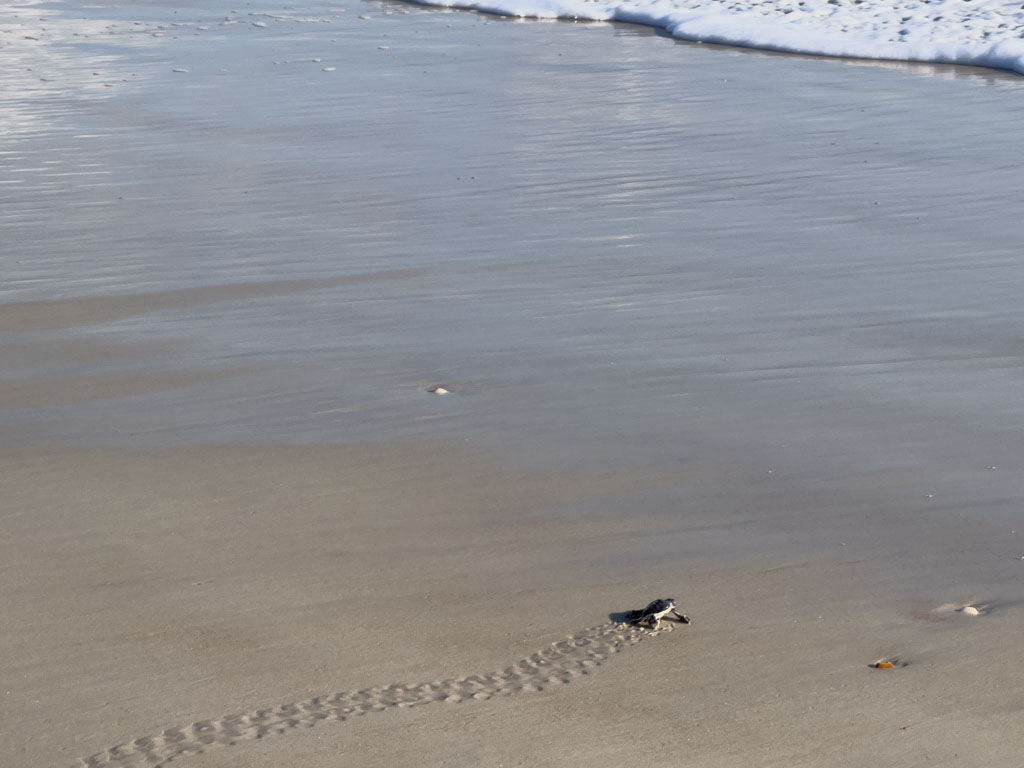 A Loggerhead sea turtle hatchling makes its way to the ocean.
