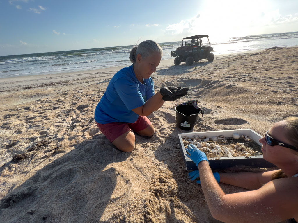 Volunteer Jean Callaghan cradles a newly hatched Loggerhead sea turtle discovered during a sea turtle excavation. 