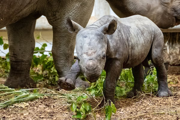 Black rhino calf in zoo habitat.