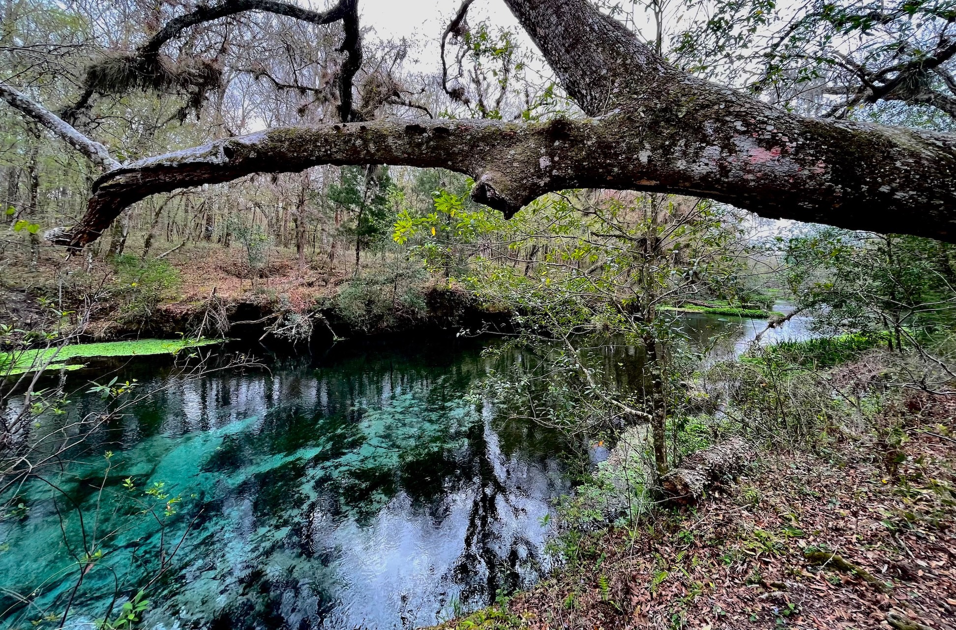 picture of Itchetucknee River