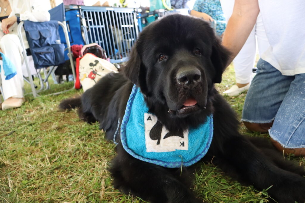 Large black dog