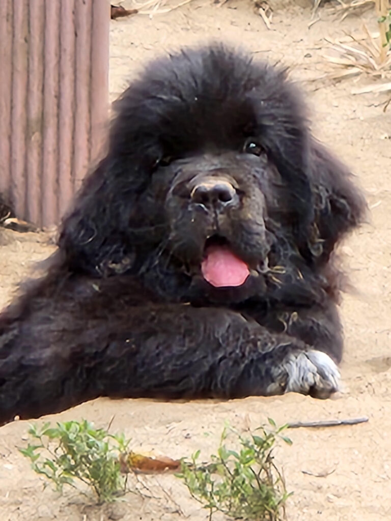 Black puppy