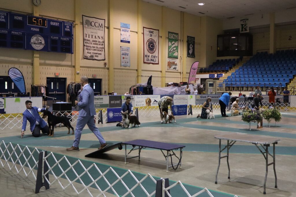 Dogs line up for Best in Show