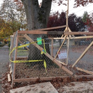 Picture of a tree with a green sign and surrounding fencing