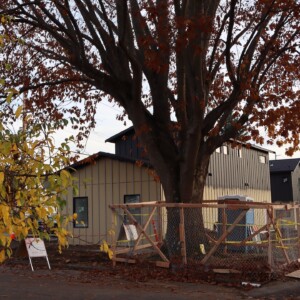 Picture of a tree with a house behind it