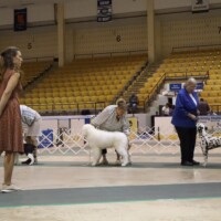 Dogs at dog show